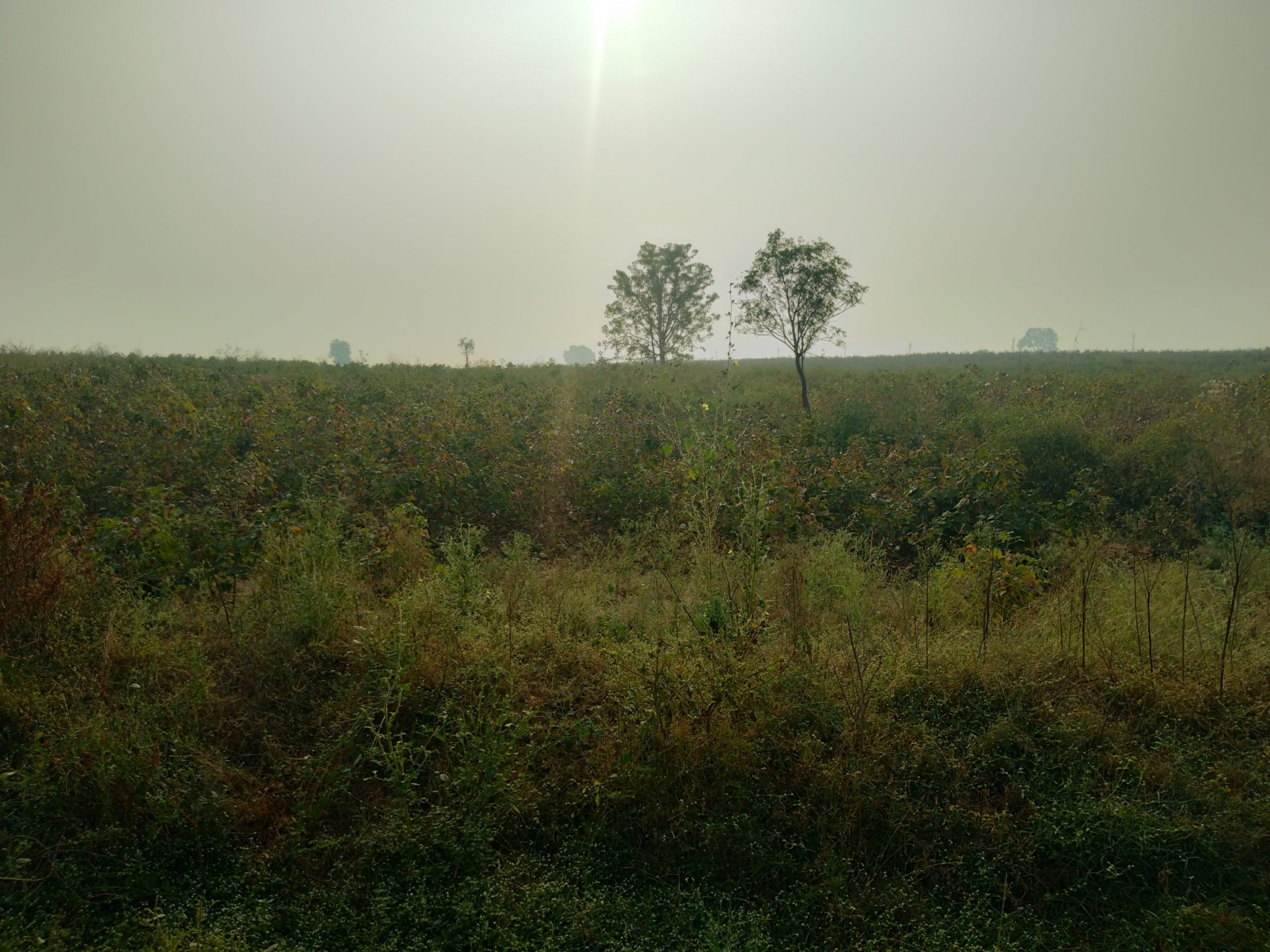 Is rural Maharashtra open defecation-free? Is rural Maharashtra open defecation-free?