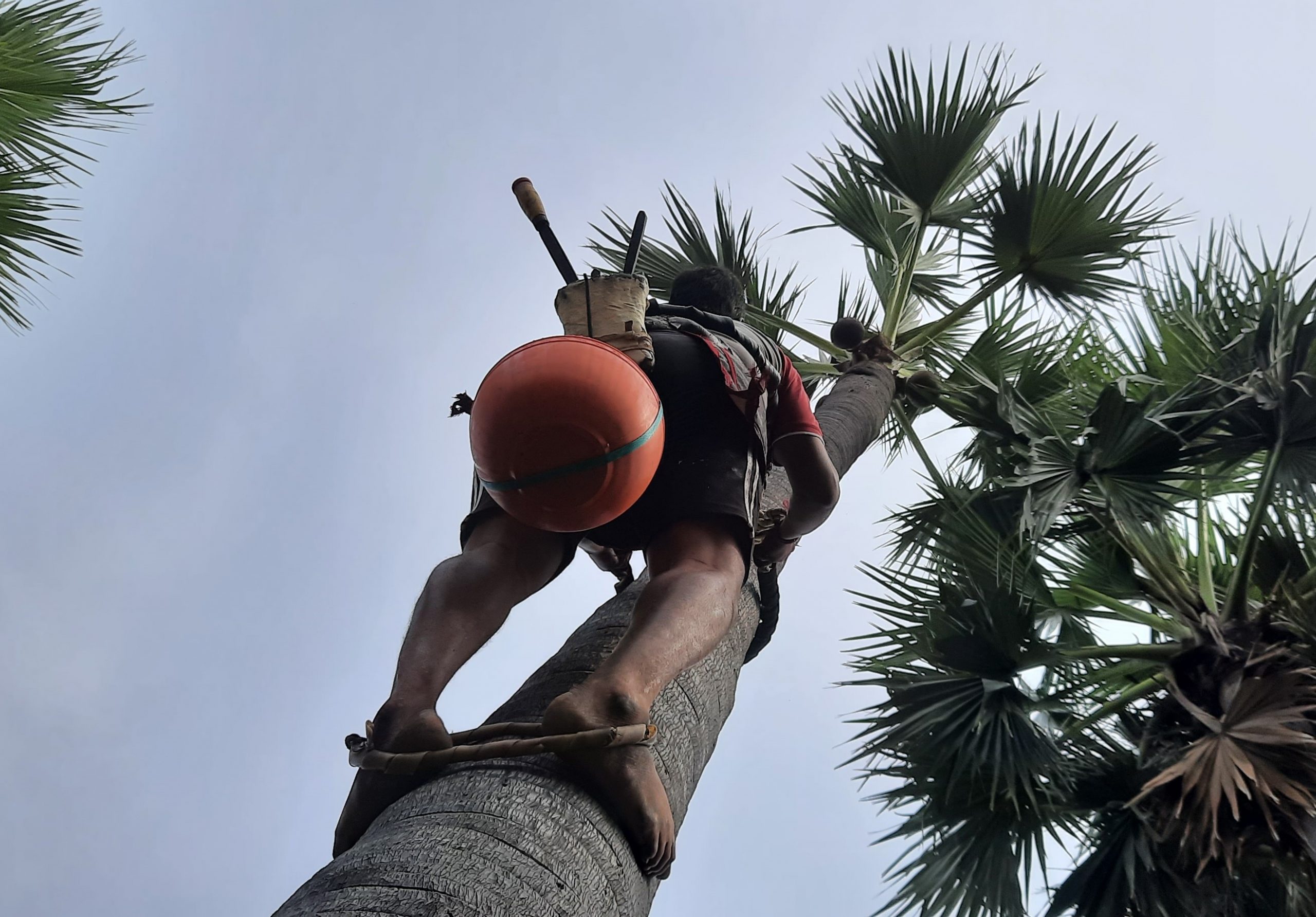 A Toddy Tapper’s climb to betterment in life A Toddy Tapper’s climb to betterment in life