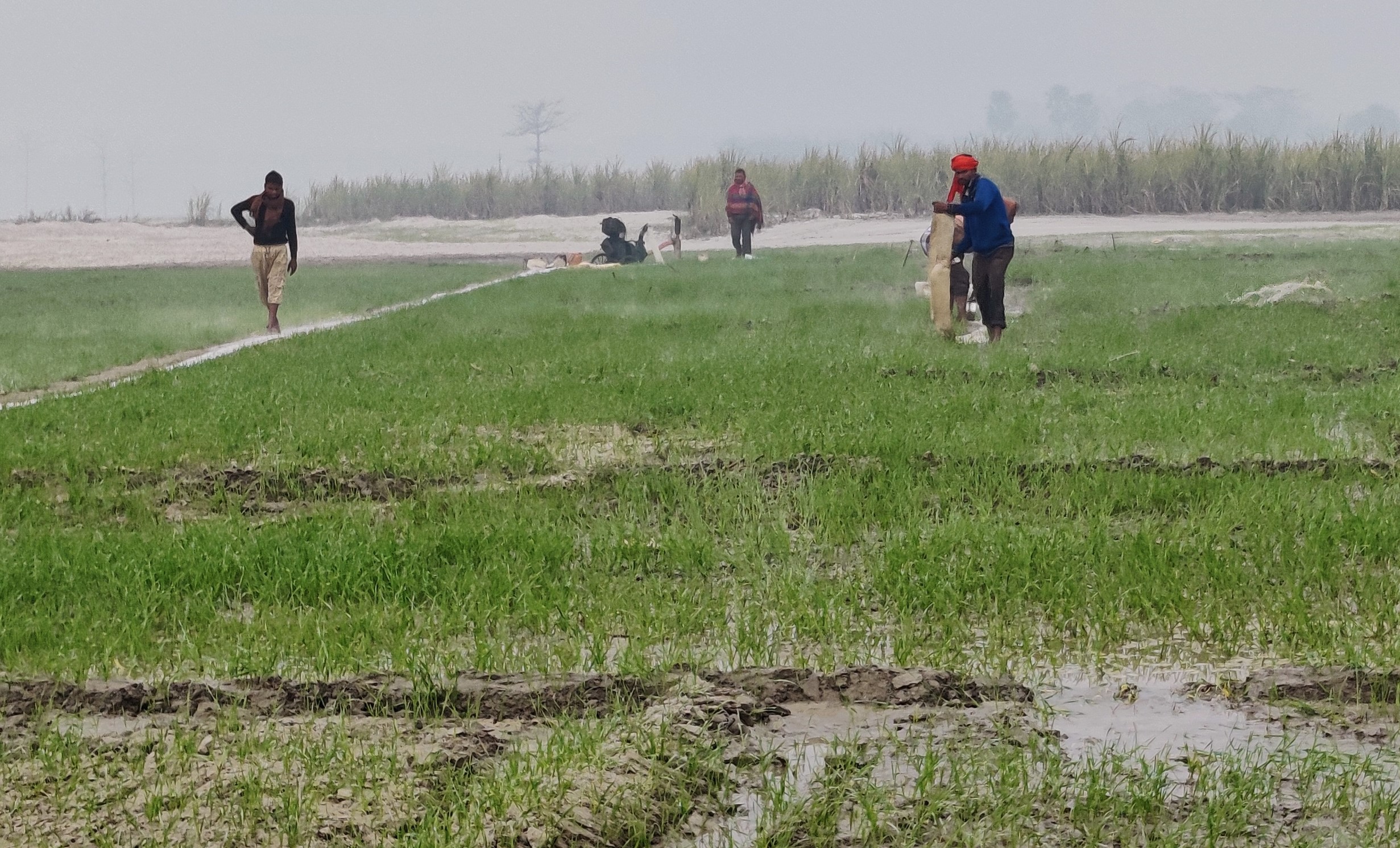 The Sorrows of Sugarcane farmers The Sorrows of Sugarcane farmers